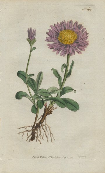 click for detailed image Curtis alpine aster.jpg